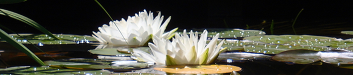 Angebote: Coaching und Supervision